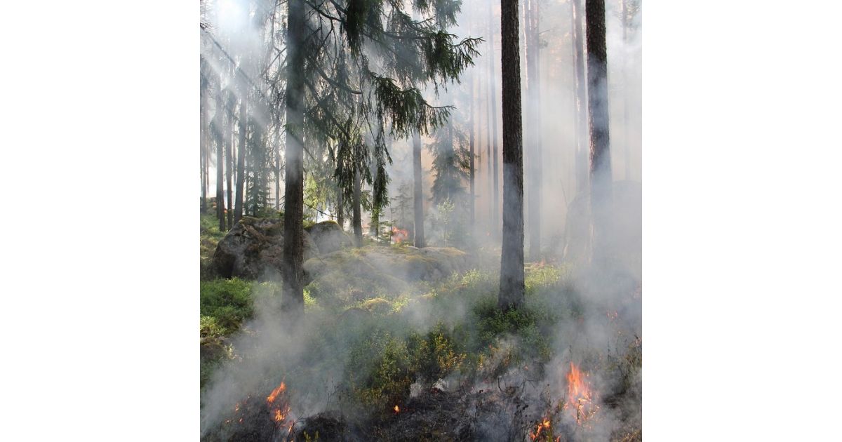 Opatrenia  na  zabezpečenie  ochrany  lesov  pred požiarmi  na  rok  2024 